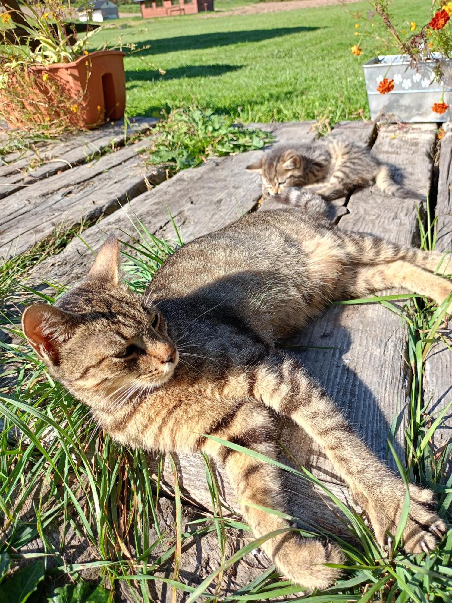 Gosciniec Na Stoku Pokoje 2,3,4 Osobowe, Cisza, Spokoj, Widok Na Stok Narciarski, Lasy, Laki Bobliwo Екстериор снимка