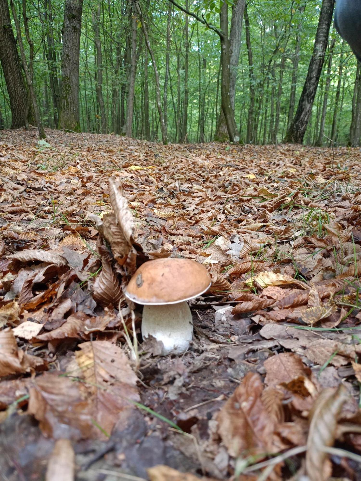 Gosciniec Na Stoku Pokoje 2,3,4 Osobowe, Cisza, Spokoj, Widok Na Stok Narciarski, Lasy, Laki Bobliwo Екстериор снимка